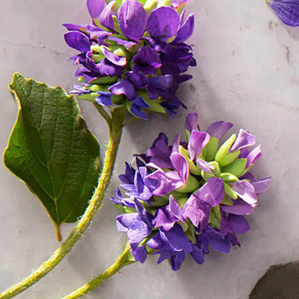 Bakuchiol: The Natural Champion